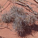 Tephrocactus aoracanthus, Cañon de Talampaya, Arg. ©JL.jpg